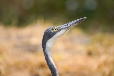 85% Wasser, 8% Protein: Die Reise des Tofus durch die Zeit