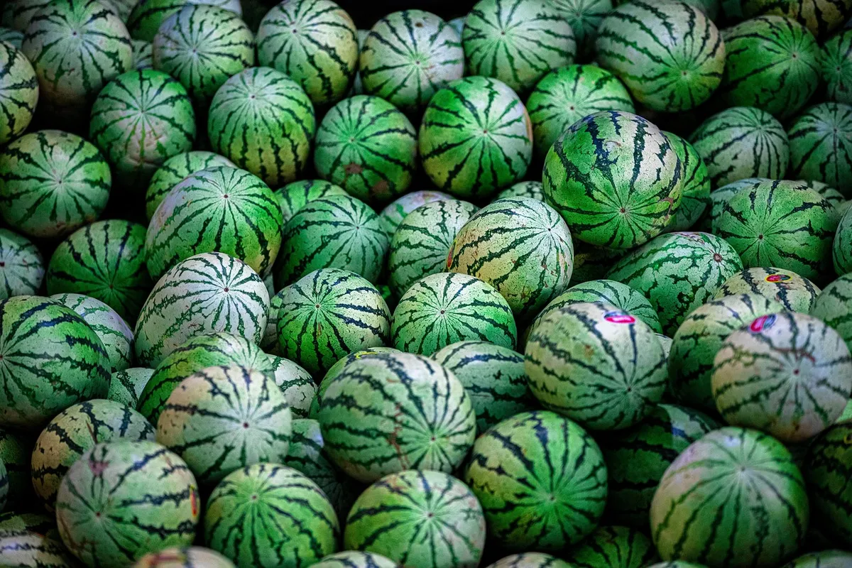 watermelon, melon, pattern, fruit, fabric, food, watermelon, watermelon, watermelon, watermelon, watermelon, melon, fruit, China, Panzhihua, Sichuan